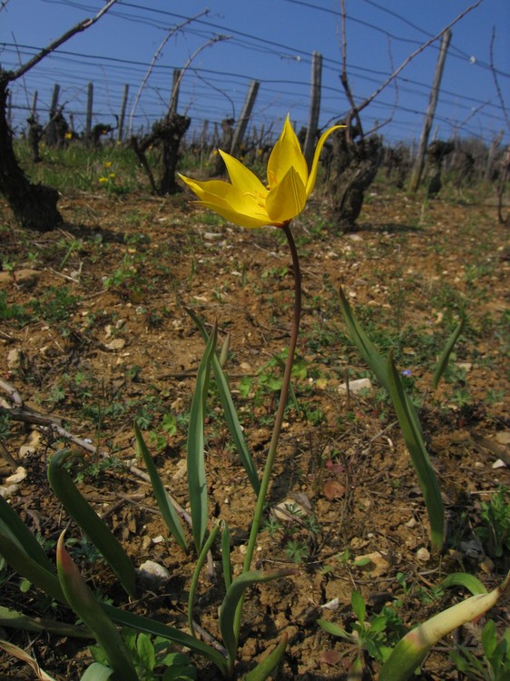Tulipa sylvestris